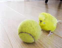 bird budgie GIF