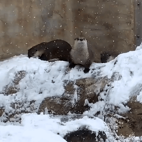 Otter Pups Watch the Snow as Winter Storm Hits Milwaukee Zoo