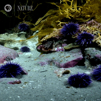 Pbs Nature Study GIF by Nature on PBS