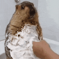dr_marmot_ animal wash bathtime marmot GIF
