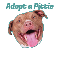 Adopt Pit Bull Sticker by HIT Living Foundation
