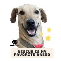 Dog Adopt Sticker by Pawssion Project Foundation Inc.