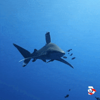 Ocean Swimming GIF by Shark Week