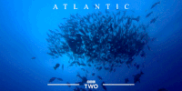 bbc two fish GIF by BBC
