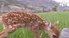 news deer GIF by NowThis 