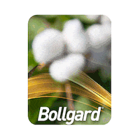 Bollgardbr 2021 lider colheita boasfestas Sticker