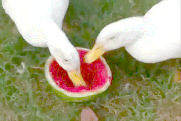 watermelon GIF by Cheezburger