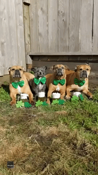 Dogs Drink Fake Beer for St Patrick's Day