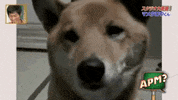 Guau Bub GIF by Alguna Pregunta Més?