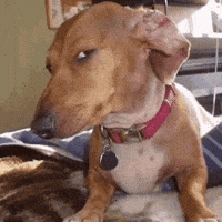Dog Side Eyes GIF