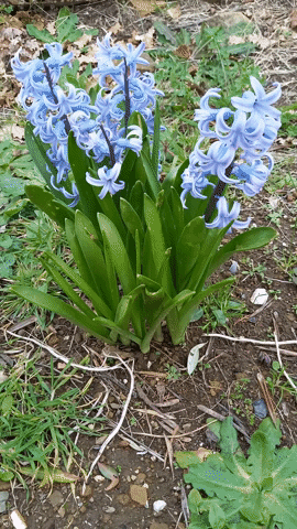 Simongip giphyupload GIF