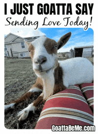 Missing You Sending Love GIF by Goatta Be Me Goats! Adventures of Java, Toffee, Pumpkin and Cookie!