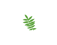 Blatt 30Grad Sticker by rasterfabrik