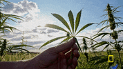 nat geo explorer GIF by National Geographic Channel