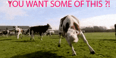 mad cow GIF