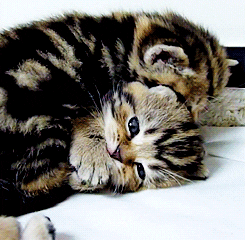 sleepy kitten GIF