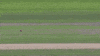 cricket GIF