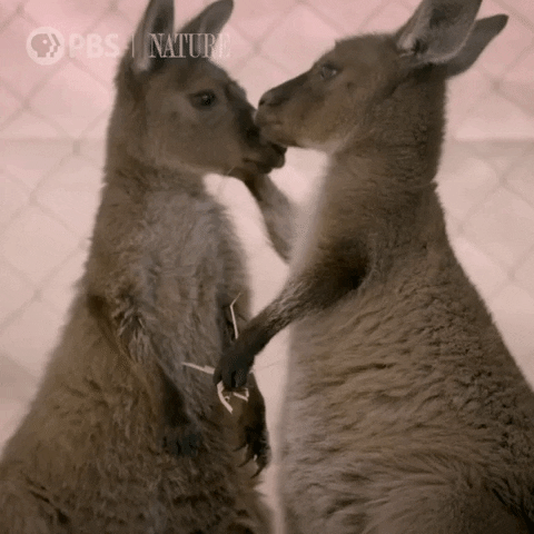 Pbs Nature Kangaroo GIF by Nature on PBS