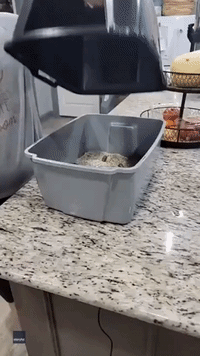 Florida Woman Bakes and Eats Cake Resembling Used Cat Litter