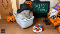 Adorable Hamster Enjoys Early Halloween Treat in Tiny Bathtub