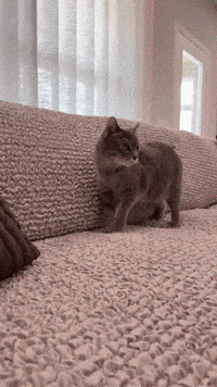 Cute Cat GIF by mammamiacovers