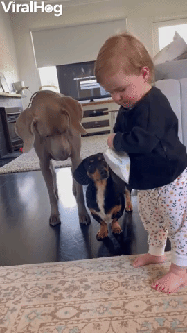 Baby Shares Snack with Weimaraner and Dachshund 