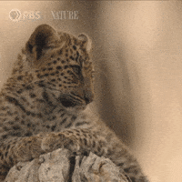 Pbs Nature Yawn GIF by Nature on PBS