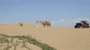 Red Bull F1 GIF by Red Bull Racing