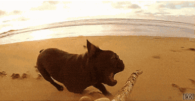 dog playing GIF