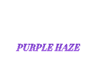 Purple Haze Infsd Swimwear Sticker by INFSD