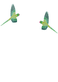 Green Bird Lorikeet Sticker by Binary Style