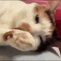 Cat GIF
