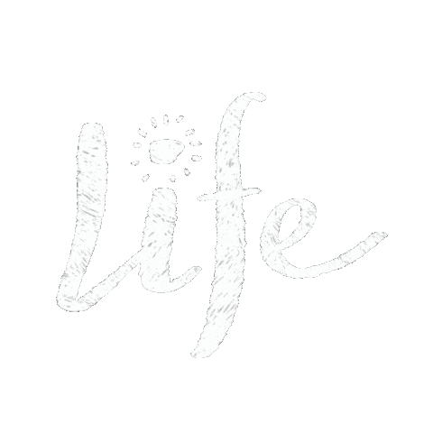 shaogirl_nana giphyupload life blink twinkle Sticker