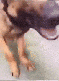 Dog Eww GIF
