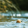 South America Wildlife GIF by BBC America
