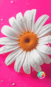 Hoy Es Un Dia GIF by Murcianys LLC