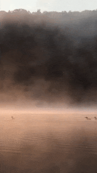 new york state bird GIF by Adirondack Council