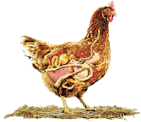 Chicken Hen Sticker by Toiletpapermagazine