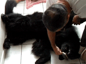 dog grooming GIF