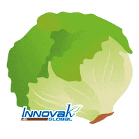 Lettuce Alface Sticker by Innovak Global