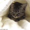 kitty GIF
