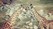 Youtube Love GIF