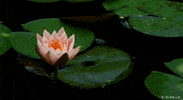 flowers spring GIF