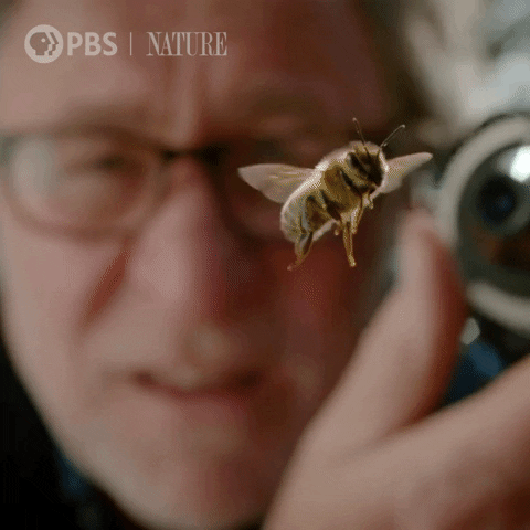 Pbs Nature Film GIF by Nature on PBS