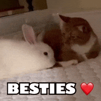 Best Friends Cat GIF by Respective
