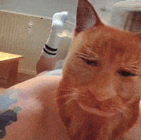 Cat Orange GIF