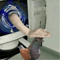 Bon Bon Cute Pigeon GIF