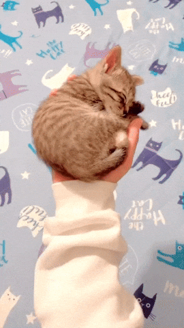 cuteanimalland giphyupload GIF
