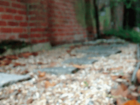 sanfoh giphyupload cat nature water GIF