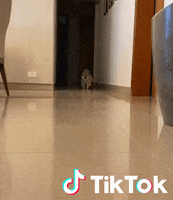 Dog Chien GIF by TikTok France
